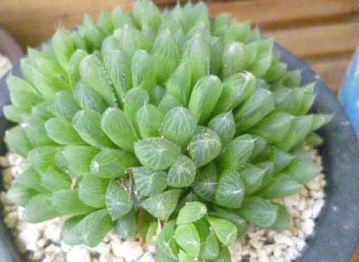 花卉的栽培技术