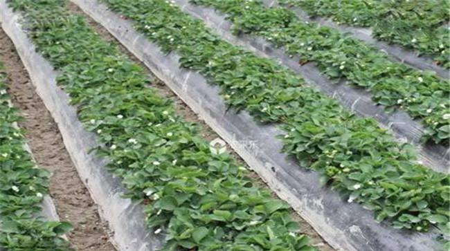 草莓地除草剂什么时候用效果好