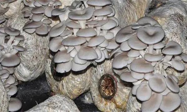 平菇出菇期如何管理