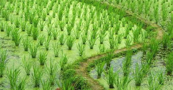 茭瓜种植技术须知