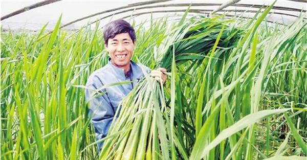 茭瓜种植