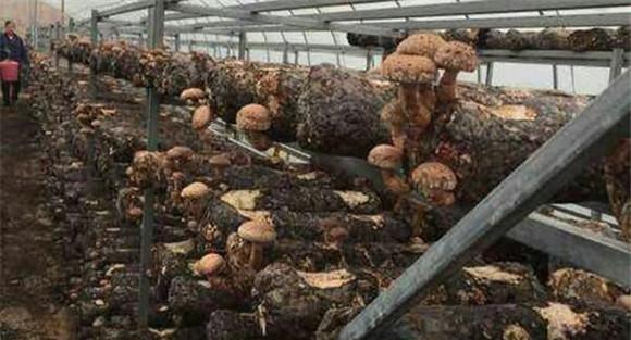 林地的选择与拱棚搭建
