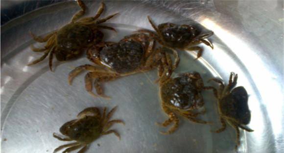 螃蟹能不能用自来水养