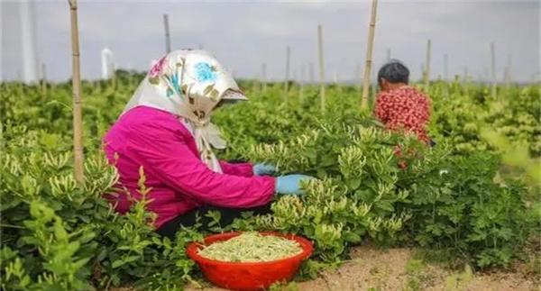 金银花的采收时间