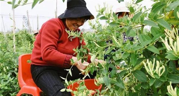 金银花的采摘方法
