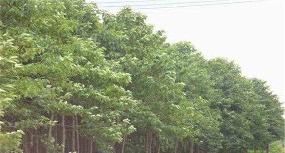 喜树种植时间和方法