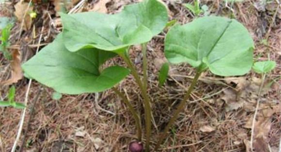 马兜铃栽培与种植技术