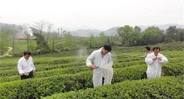 茶树如何做到科学合理用药