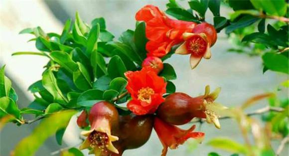 石榴花史话