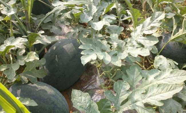 西瓜种植管理方法