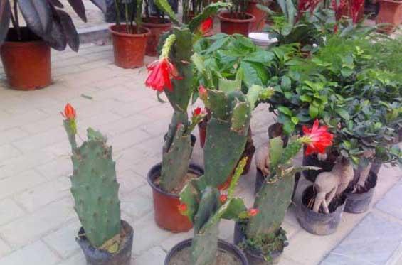 仙人掌种植方法