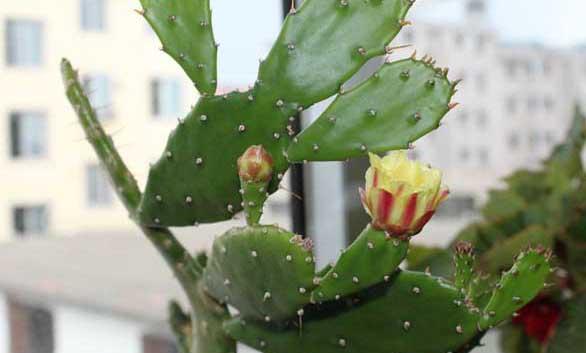 仙人掌种植方法