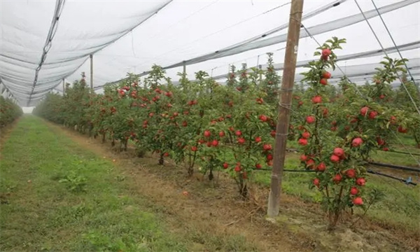 苹果矮砧集约高效栽培模式的关键技术是什么