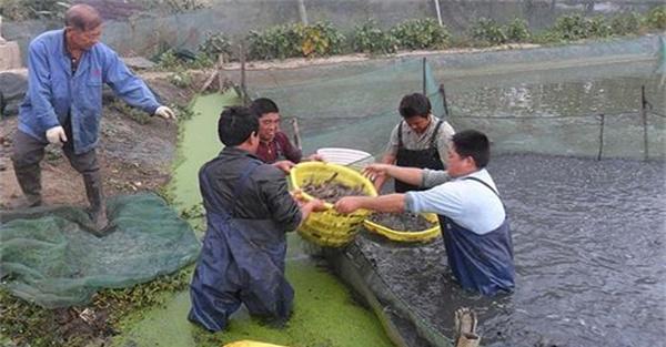 养殖泥鳅加强病害的预防