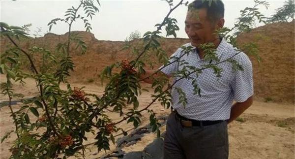 花椒栽培方式有哪几种