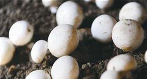 双孢菇露地种植技术