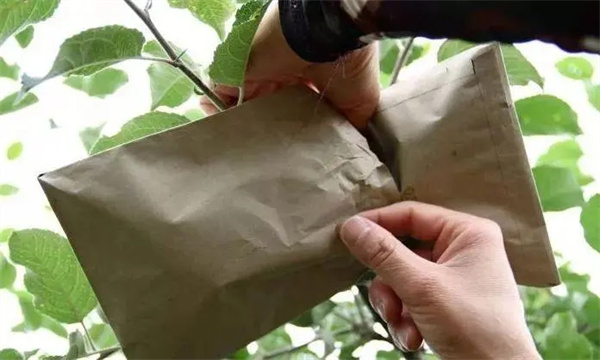 梨树什么时间套袋