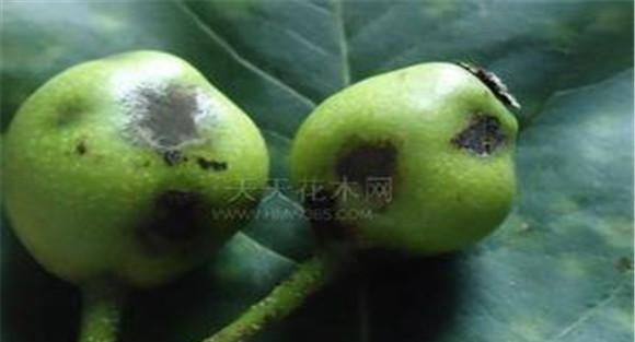 梨树黑星病怎么预防