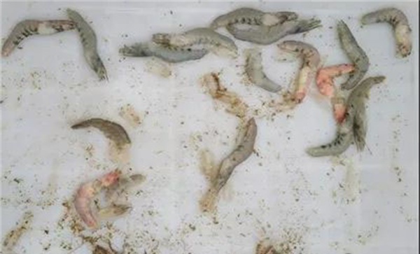 当前虾病流行的主要特点