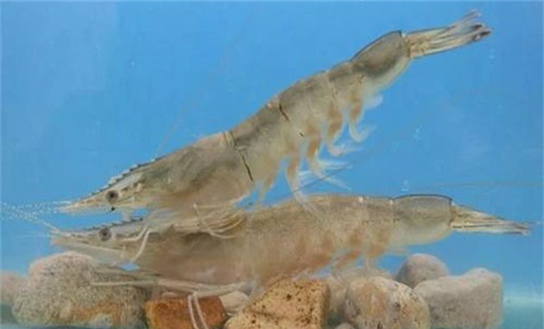 当前虾病流行原因分析