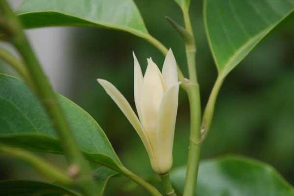 白兰花怎么养