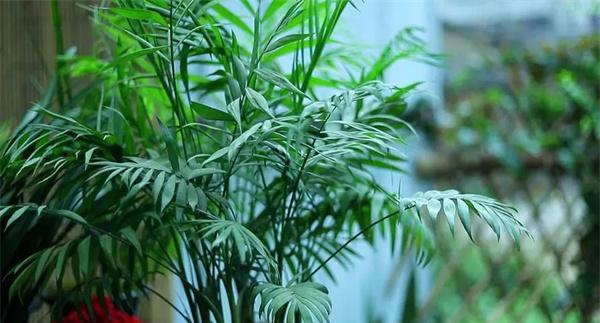 袖珍椰子多久浇一次水