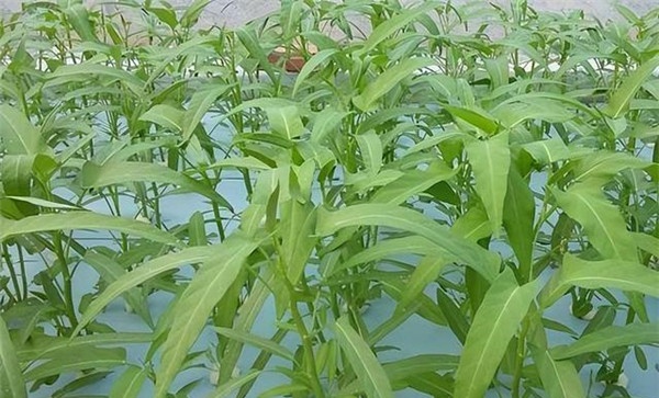 空心菜的类型与品种