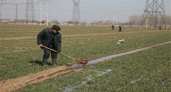 小麦冬灌时间是什么时候