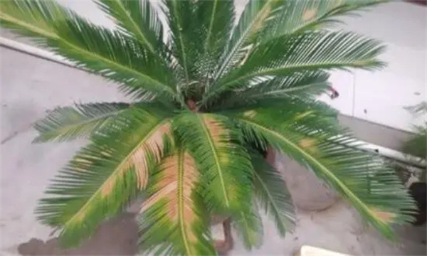 铁树叶子发黄怎么办