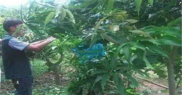 芒果幼树的栽培和管理方法