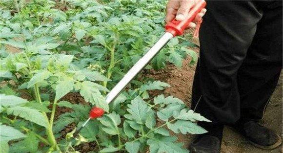 秋番茄怎么种