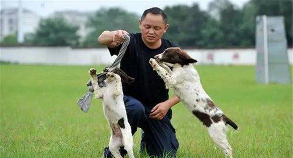 怎样进行犬“坐下”动作的训练