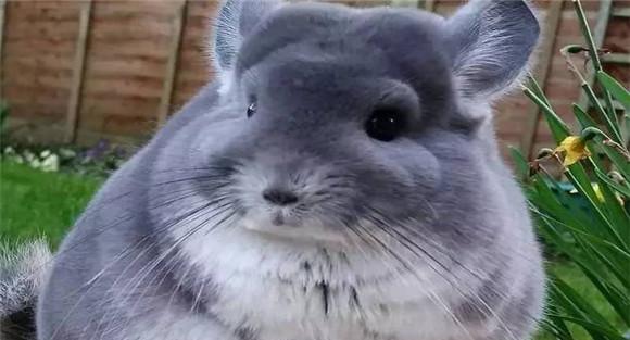 毛丝鼠