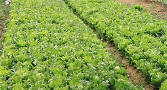 结球生菜什么时候种最合适