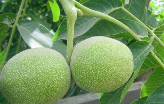 核桃种植方法