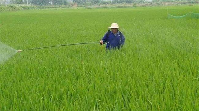 阴雨天为什么不能施用农药