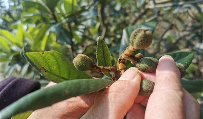 枇杷烟煤病的发病症状