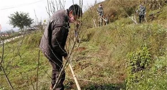 李子树施肥方法及时间