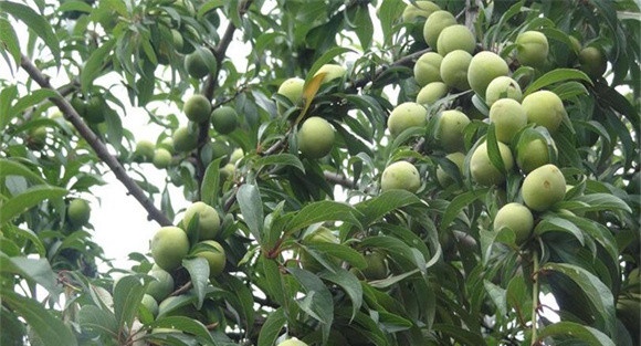 李子种植管理技术