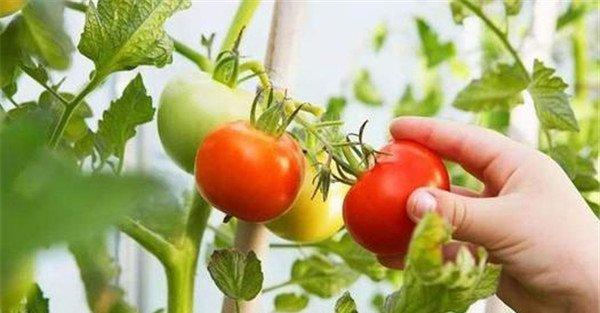 铜肥对植物的作用