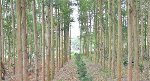桉树种植时间