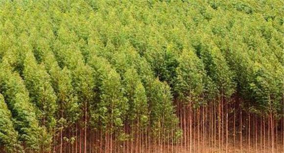 桉树的种植密度要求