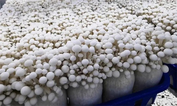 购买鲜品白色食用菌时应注意