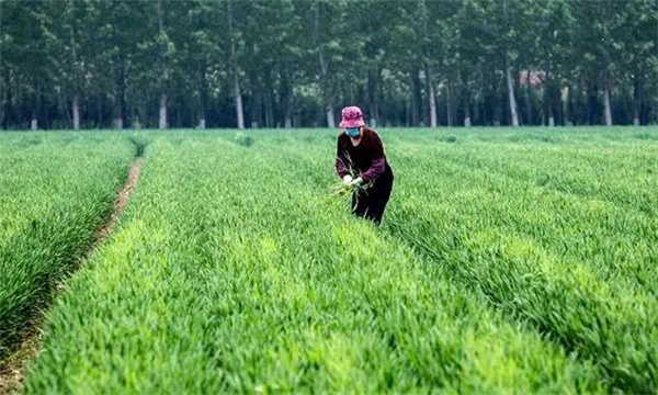 中耕除草