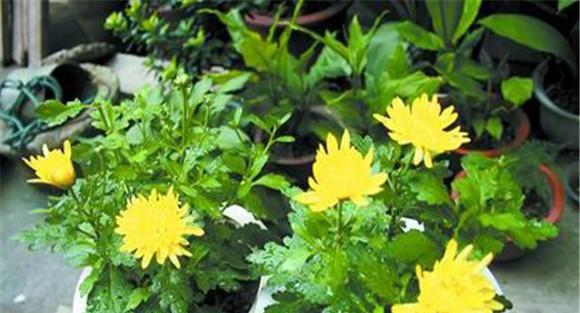 盆栽菊花养护，菊花种植注意事项知多少