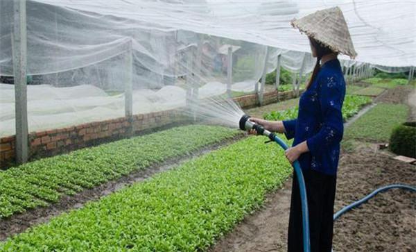 大棚种菜怎么施用冲施肥