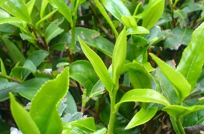 茶叶种植方法