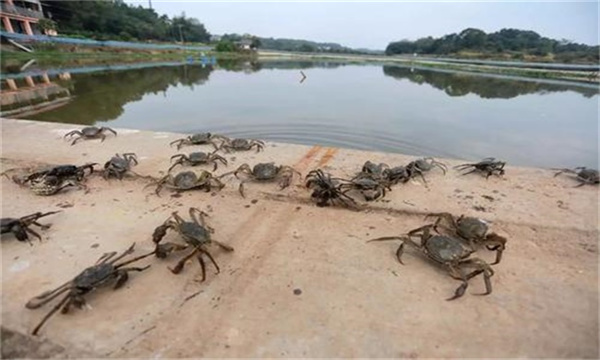 河蟹药物残留