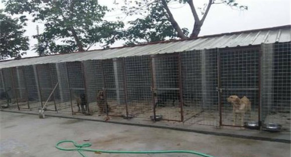 狗舍怎么建设