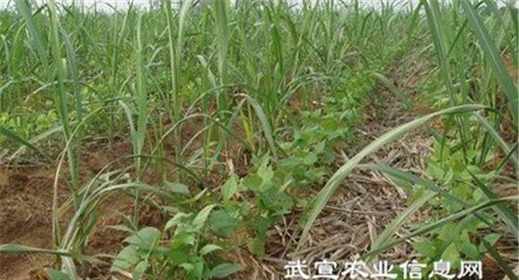 甘蔗行间作菜豆的关键技术